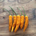Onza Amarillo -HOT PEPPER SEEDS - Capsicum annuum, ANNUAL VEGETABLE - Caribbean garden seed