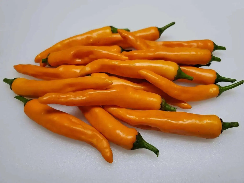 Onza Amarillo -HOT PEPPER SEEDS - Capsicum annuum, ANNUAL VEGETABLE - Caribbean garden seed