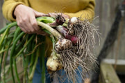 Onion Plants MIXED, Yellow, white, and red/purple - Caribbean garden seed
