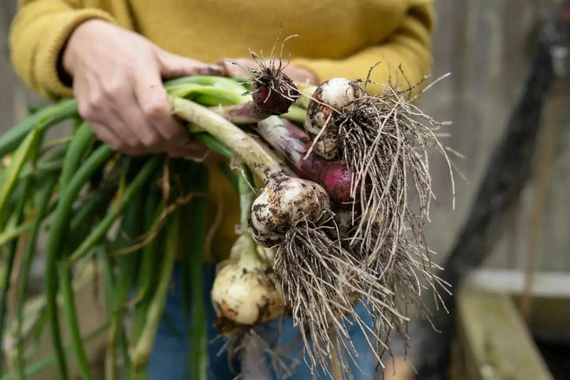 Onion Plants MIXED, Yellow, white, and red/purple - Caribbean garden seed