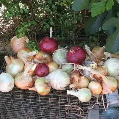 Onion Plants MIXED, Yellow, white, and red/purple - Caribbean garden seed