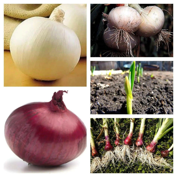 Onion Plants MIXED, Yellow, white, and red/purple - Caribbean garden seed