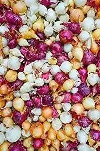 ONION SETS MIXED COLOR (bulbs) Garden Vegetable - Caribbean garden seed