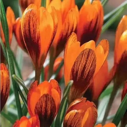 Orange Monarch CROCUS BULBS, SNOW CROCUS, SPRING FLOWERS - Caribbean garden seed