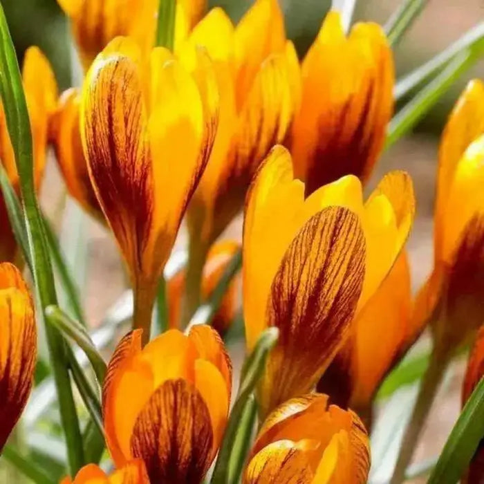 Orange Monarch CROCUS BULBS, SNOW CROCUS, SPRING FLOWERS - Caribbean garden seed