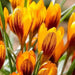 Orange Monarch CROCUS BULBS, SNOW CROCUS, SPRING FLOWERS - Caribbean garden seed