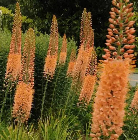 ORANGE Eremurus (Foxtail Lily) Bareroot plant - Caribbean garden seed