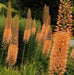 ORANGE Eremurus (Foxtail Lily) Bareroot plant - Caribbean garden seed