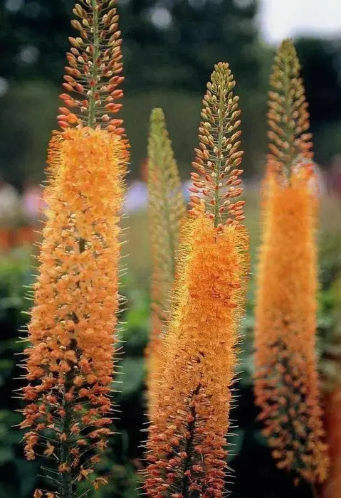 ORANGE Eremurus (Foxtail Lily) Bareroot plant - Caribbean garden seed