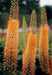 ORANGE Eremurus (Foxtail Lily) Bareroot plant - Caribbean garden seed