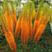 ORANGE Eremurus (Foxtail Lily) Bareroot plant - Caribbean garden seed