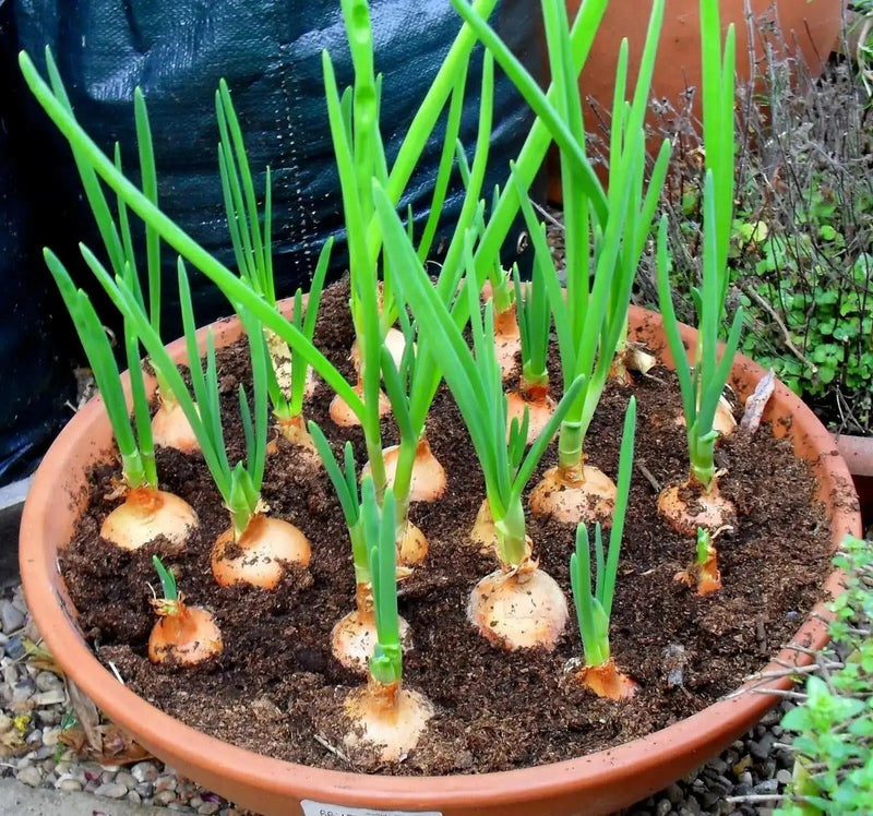 ONION SETS YELLOW (Long day onion) Open-Pollinated Garden Vegetable - Caribbean garden seed