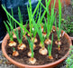 ONION SETS YELLOW (Long day onion) Open-Pollinated Garden Vegetable - Caribbean garden seed