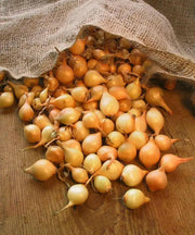 ONION SETS YELLOW (Long day onion) Open-Pollinated Garden Vegetable - Caribbean garden seed