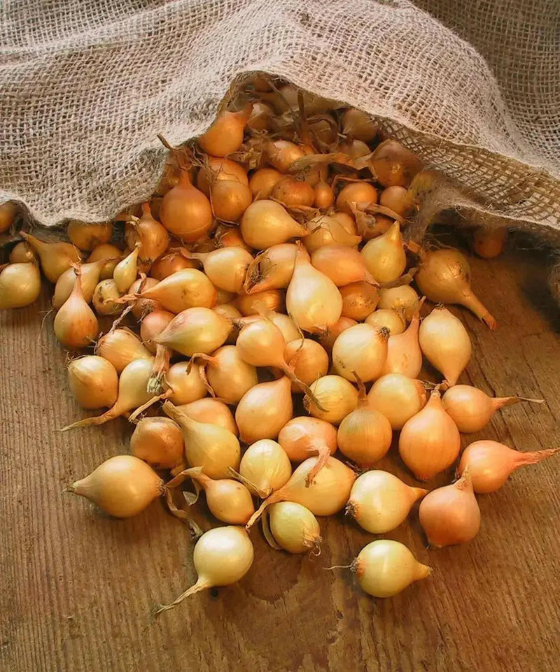ONION SETS YELLOW (Long day onion) Open-Pollinated Garden Vegetable - Caribbean garden seed