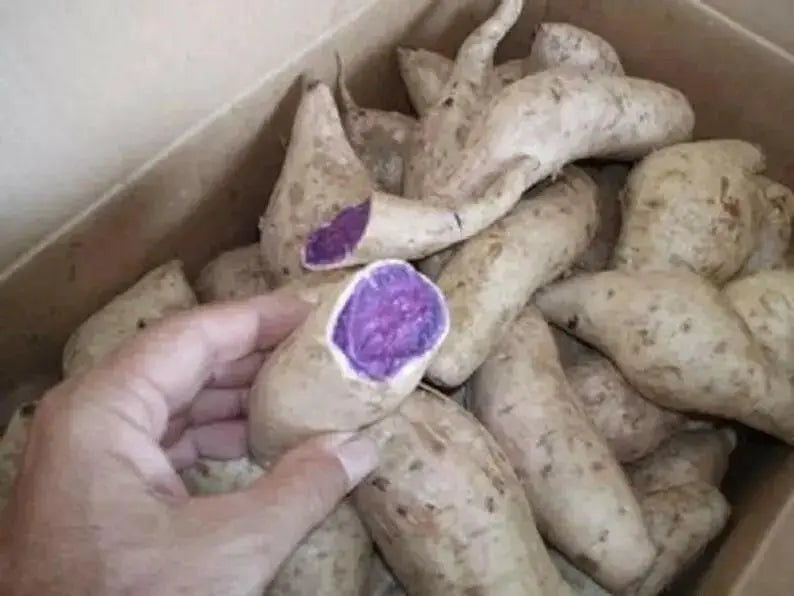 Okinawan Sweet Potato: (WHITE SKIN ) fresh product - Caribbean garden seed