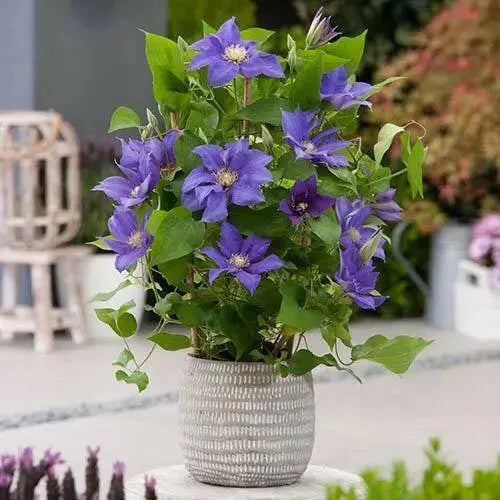 Olympia Clematis Vine  2.5" Pot - Flowering Plant - Caribbean garden seed