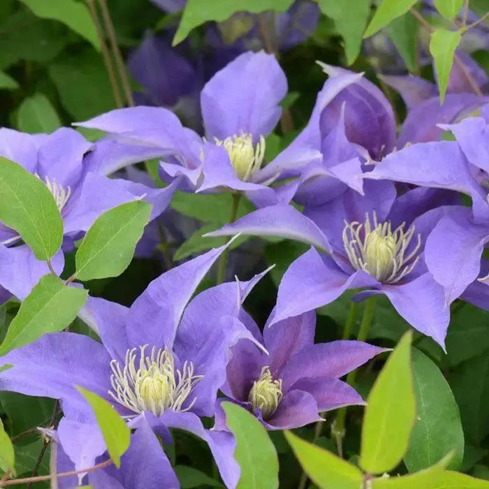 Olympia Clematis Vine  2.5" Pot - Flowering Plant - Caribbean garden seed