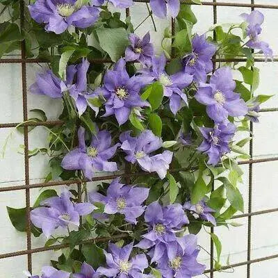 Olympia Clematis Vine  2.5" Pot - Flowering Plant - Caribbean garden seed
