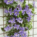 Olympia Clematis Vine  2.5" Pot - Flowering Plant - Caribbean garden seed