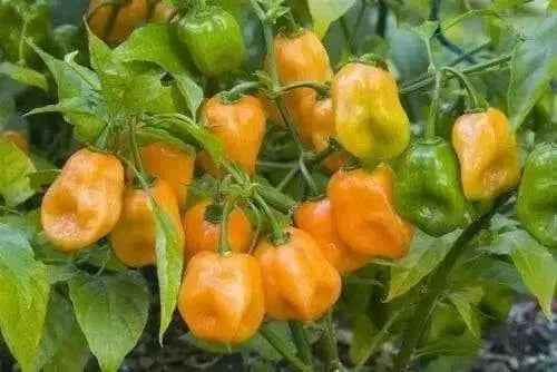 ORANGE Habanero PEPPER SEEDS (Capsicum chinense)  Very Hot..