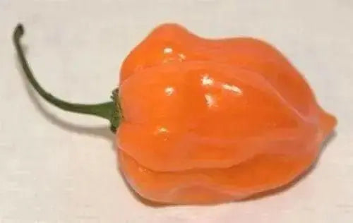ORANGE Habanero PEPPER SEEDS (Capsicum chinense)  Very Hot..