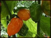 ORANGE Habanero PEPPER SEEDS (Capsicum chinense)  Very Hot..