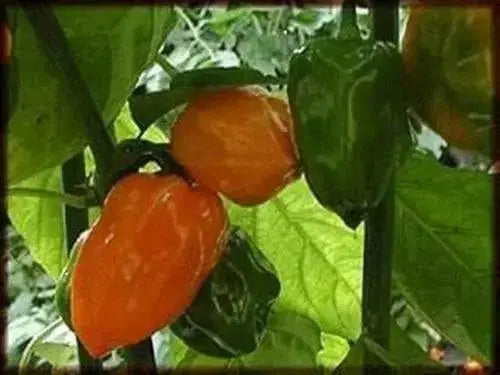ORANGE Habanero PEPPER SEEDS (Capsicum chinense)  Very Hot..