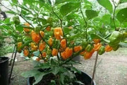 ORANGE Habanero PEPPER SEEDS (Capsicum chinense)  Very Hot..