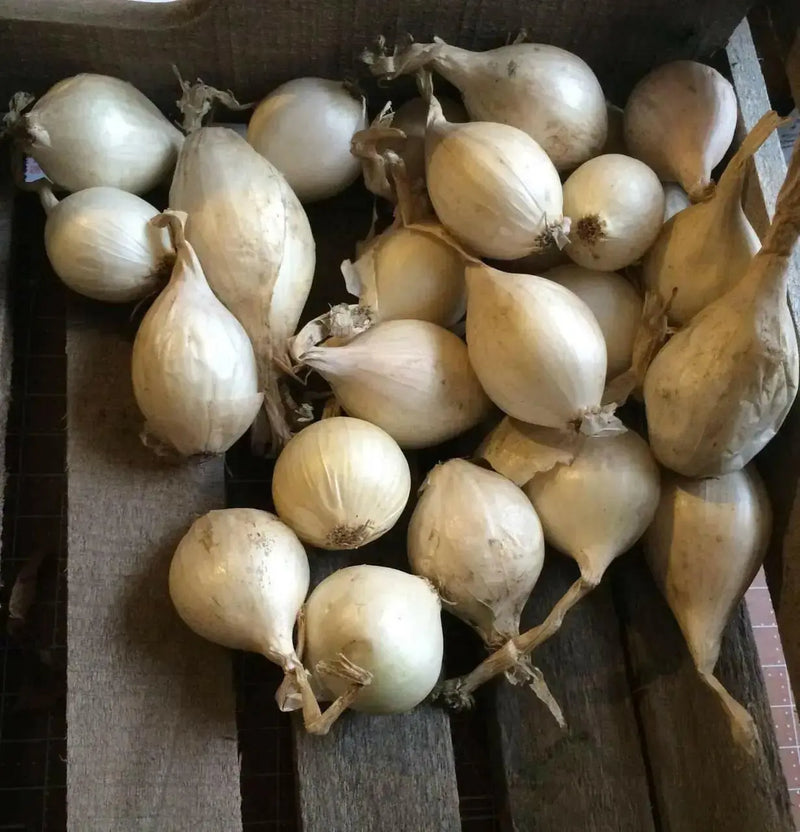 ONION SETS  WHITE (Long day) Open-pollinated Garden Vegetable - Caribbean garden seed