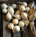 ONION SETS  WHITE (Long day) Open-pollinated Garden Vegetable - Caribbean garden seed