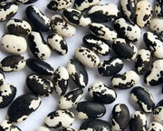 Orca Beans - (Bush/ Bean Seeds)shelling - Caribbean garden seed