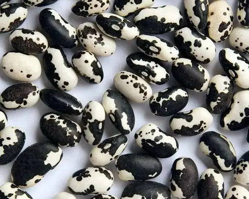 Orca Beans - (Bush/ Bean Seeds)shelling - Caribbean garden seed