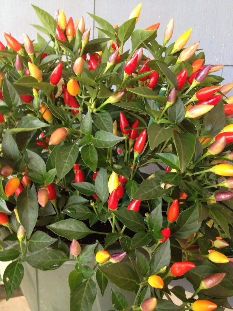ORDONO Pepper Seeds (Capsicum annuum ) Ornamental , Edible - Caribbean garden seed