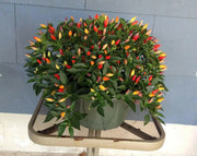 ORDONO Pepper Seeds (Capsicum annuum ) Ornamental , Edible - Caribbean garden seed