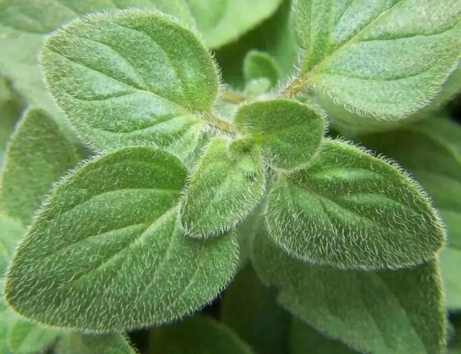 Oregano Seeds ,PERENNIAL HERB - Caribbean garden seed