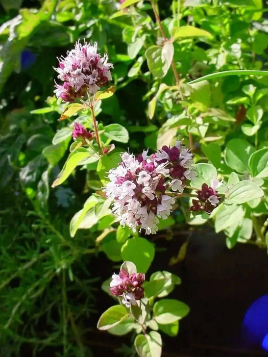 Oregano Seeds ,PERENNIAL HERB - Caribbean garden seed