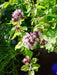 Oregano Seeds ,PERENNIAL HERB - Caribbean garden seed