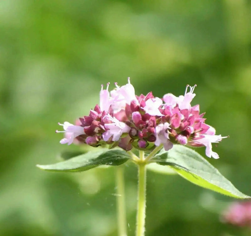 Oregano Seeds ,PERENNIAL HERB - Caribbean garden seed