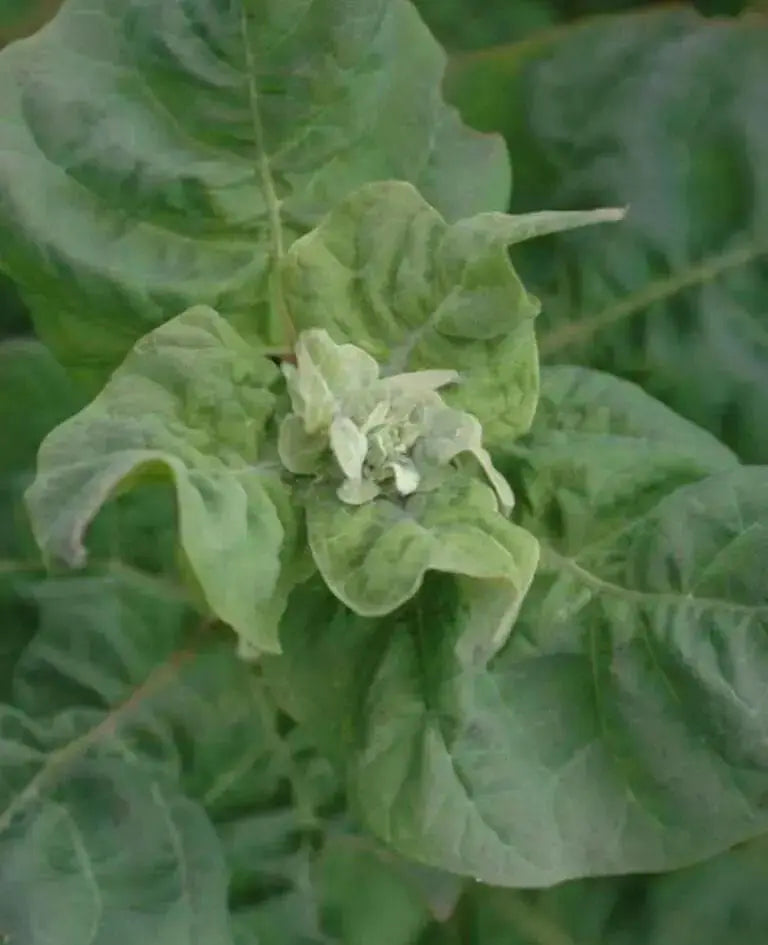 Orach Spinach  Seeds, Green Velvet'  Sun Loving Vegetable, - Caribbean garden seed