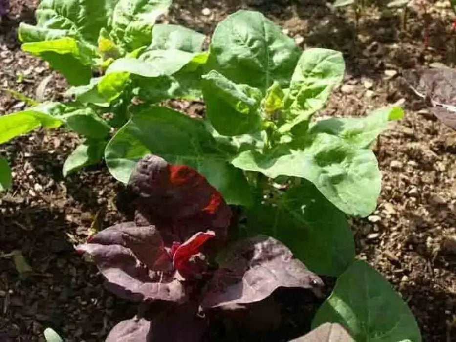 Orach Spinach  Seeds, Green Velvet'  Sun Loving Vegetable, - Caribbean garden seed