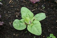 Orach Spinach  Seeds, Green Velvet'  Sun Loving Vegetable, - Caribbean garden seed