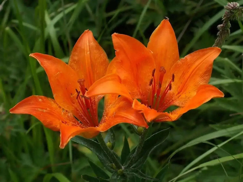 Orange lily ( FLOWERS Seed) Lilium bulbiferum ssp. croceum, - Caribbean garden seed