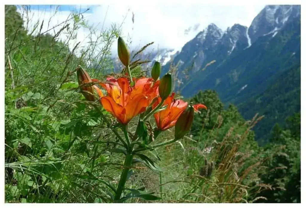 Orange lily ( FLOWERS Seed) Lilium bulbiferum ssp. croceum, - Caribbean garden seed