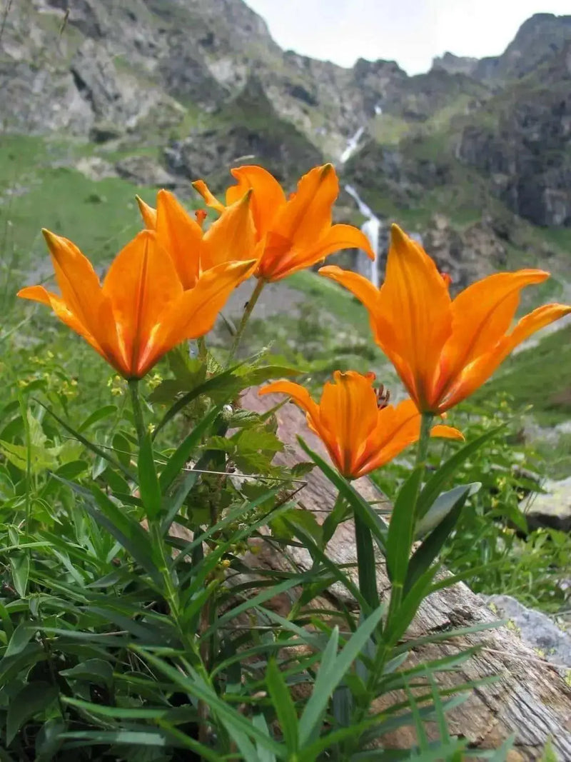 Orange lily ( FLOWERS Seed) Lilium bulbiferum ssp. croceum, - Caribbean garden seed