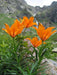 Orange lily ( FLOWERS Seed) Lilium bulbiferum ssp. croceum, - Caribbean garden seed