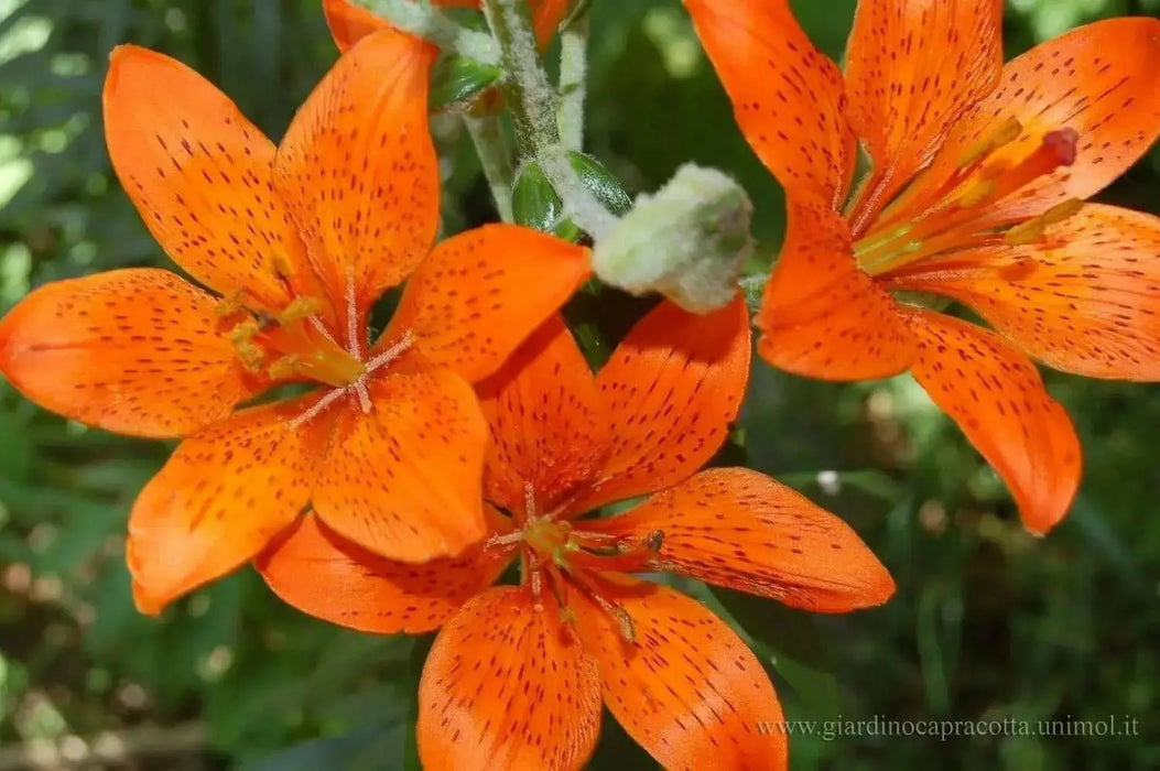 Orange lily ( FLOWERS Seed) Lilium bulbiferum ssp. croceum, - Caribbean garden seed