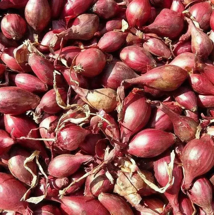 ONION SETS RED (bulbs) Garden Vegetable - Caribbean garden seed