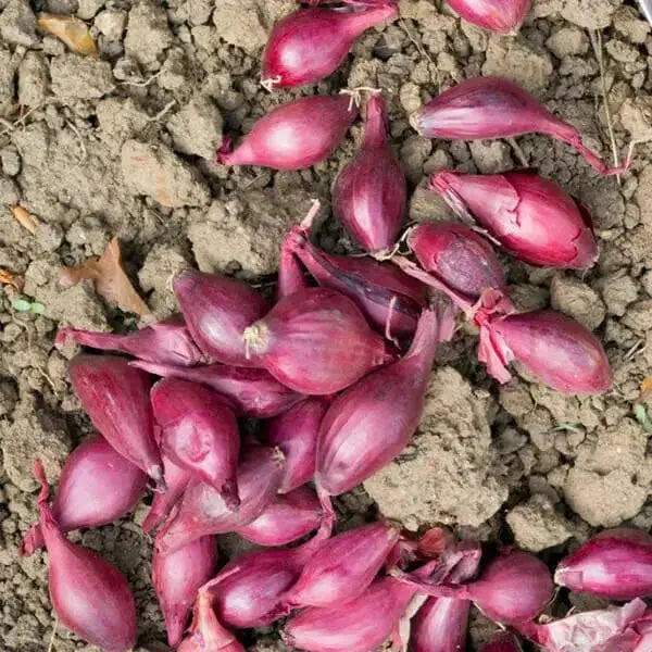 ONION SETS RED (bulbs) Garden Vegetable - Caribbean garden seed