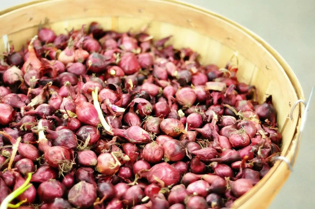 ONION SETS RED (bulbs) Garden Vegetable - Caribbean garden seed